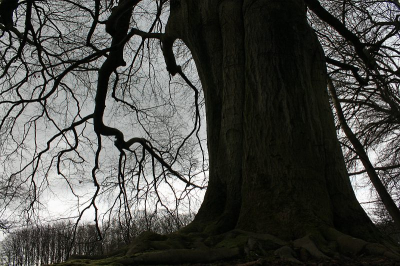 Oefening met groothoek fotograferen. Het tegenlicht zorgt voor een mooi effect hier. De tak links doet me denken aan een bliksemschicht die inslaat in het bos op de achtergrond.