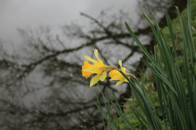 Het vroege voorjaar, licht bewolkt. De narcis straalt enthousiasme uit, de donkere weerspiegeling van de boom herinnert nog aan de winter.