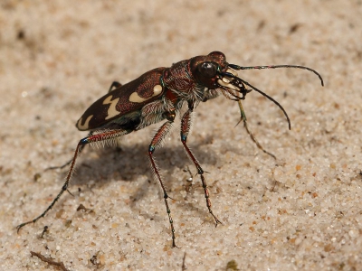 Een paar weken terug op een mooie zaterdag waren er een aantal van deze prachtige kevers actief. Liggend met de camera op de grond deze opname gemaakt. Dit is m'n eerste foto op Nederpix.