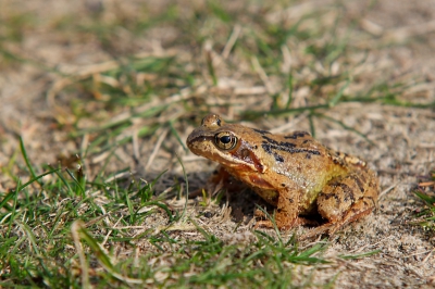 Overdag met fel licht. Deze kikker kwam ik tegen tijdens een wandeling in de Amsterdamse waterleidingduinen. 

Pentax K-5 met Sigma 70-200mm F2.8 EX DG Macro HSM II.