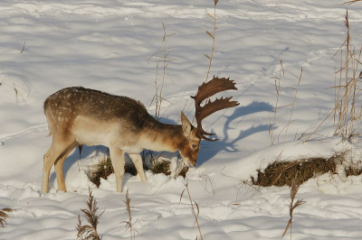 Dit damhert was bezig het sneeuw opzij te schuiven,om bij het gras te komen.De winter van 2010/2011 was een stuk strenger,dan afgelopen winter.