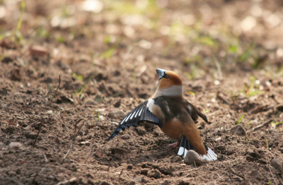 Dit damhert kwam drinken bij de poel waar ik zat om vogels te fotograferen. Helaas had ik op dat moment  de 150-500 mm op de camera en kon ik het net niet goed voor elkaar krijgen om het hert in z'n geheel er goed ingekaderd op te krijgen. Omdat door de lichtval van boven het gewei mooi uitkwam, en op advies van andere gebruikers van Nederpix, besloot ik er een portret van te maken.