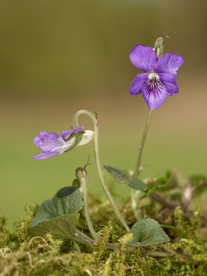 Ik ben geen plantendeskundige, maar ik denk dat het hier gaat om een Bleeksporig bosviooltje. Als dat niet zo is hoor ik het graag.

Opname gemaakt in bosrand met op achtergrond een speelweide. Vanaf statief, met draadontspanner en mbv reflectiescherm