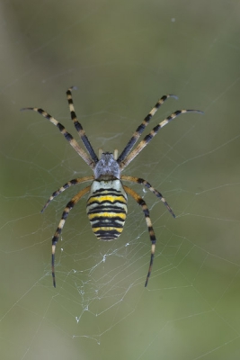 vandaag op aanwijzing van mijn dochter wespenspinnen gevonden in Lochem! het veldje zat vol met spinnen en coconnnen. Zijn hier al eerdere waarnemingen uit de omgeving??