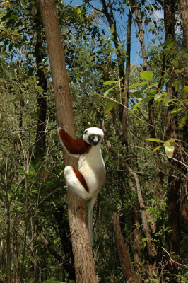 De sifakas kunnen enorme sprongen van boom tot boom maken. Door hun lange benen en korte armen hebben ze bijna iets menselijks. Op de grond lopen ze zijdelings en recht overeind.
D70, Sigma 100-300 F4, Nikon 24-85 F 3,5-4,5, SB 600