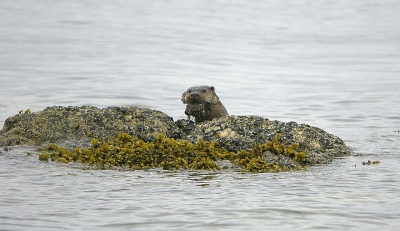 Nog maar een plaatje van de otter.Hier kwam hij net naar boven,de krab is hier nog goed te zien.Binnen een paar seconden was de krab verorberd.