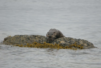 Hier nog een foto van de otter.Op het moment dat hij het water uit kwam,had hij de krab in zijn bek. Misschien moet ik zeggen ,dat de krab z;n kop vast had.De poten van de krab zaten eng dicht bij z'n ogen.