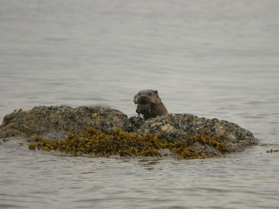 Hier nogmaals de foto van de otter nu op de juiste grote. 
Leuk om te zien als hij zo'n krap verorberd binnen nuttele seconde!