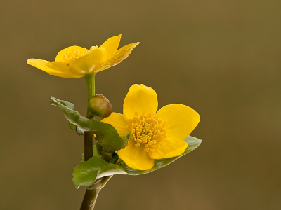 Aan de rand van een plasje in een natuurontwikkeliongsgebied groeit deze Gewone dotterbloem. Opname genomen met staties en draadontspanner. Bloemstengel iets recht gezet en wat gras weggebogen.