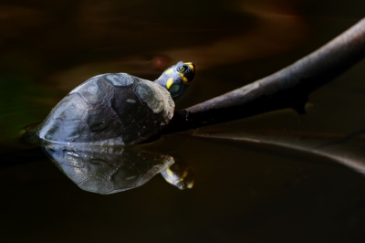 Schildpad rust op tak, terwijl de platbodem aanlegt.
