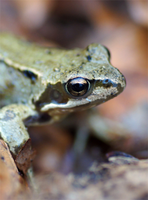 met gebruik van 1:1 Macro lens uit de hand genomen, maar wel met geplaatst statief voor meer stabiliteit