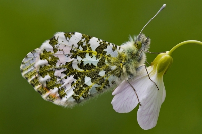 Na het plaatsen van het eerste oranjetipje  op nederpix  heb ik wel een stuk of 6 keer gezocht naar deze vlinders. Gisteren(zondag) heb ik ze eindelijk gevonden!!! Het was zeer matige weer voor vlinderfotografie om die reden een paraplu gebruikt om ze uit de wind te houden! Voor deze extreme close-up de zonnekap eraf gehaald en gebruik gemaakt van een invulflits. 
Gebruik van paraplu was een tip van Gerard Roest. Workflow voor het verkleinen naar nederpix gaat helaas nog steeds wat moeizaam.