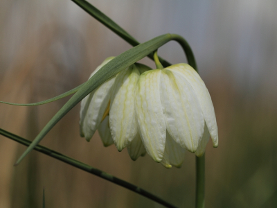 Heerlijk een dag tussen de kievitsbloemen gebivakkeerd en naar hartelust gefotografeerd. Deze bloemen stonden tussen het riet. Ik heb geprobeerd om de achtergrond er zo wazig mogelijk op te krijgen.