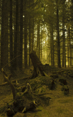Boomstronk in het Fochtloerveen genomen tijdens de natuurworkshop. De foto is genomen halverwege de middag met een licht bewolkte lucht.