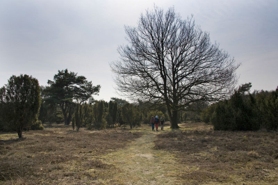 De foto is uit de hand genomen tijdens een boswandeling. De weersomstandheden waren zonnig. weinig wind, wel koud.