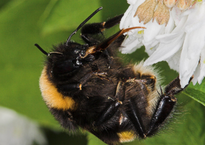 Al vele tientallen foto's gemaakt van hommels hangend aan de bloemen van de Deutzia-struik. Deze hommel besloot na de maaltijd om zijn roltong te wassen en gaf mij de gelegenheid om deze plaat te schieten.

Canon 20D; Canon EF 100mm f2.8 macro; ISO 200; 1/250; f20.0