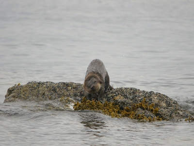 Nog n exemplaar van de otter.IK heb het er met hem over gehad en zoals je kan zien,vond hij het niks.Maar ja probeer het toch.Uit eindelijk zal ik het onder de knie krijgen.