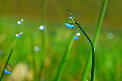 Foto gemaakt met de fotoworkshop.
Ik heb geprobeerd om 1 drup scherp te krijgen en de andere "diamantjes" wazig op de achtergrond te krijgen.