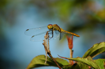 Mijn eerste bijdrage wordt een libelle. Ik wilde de foto eerst nog croppen, maar heb toch maar besloten het bij het origineel te houden.

Nikon D70, Nikkor Zoom AF 80-300mm
300mm;F/9; 1/320