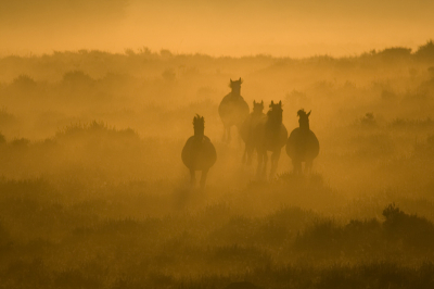 Tijdens het opkomen van de zon kwamen deze paarden, op een golvend heideveld, in volle galop uit de vriesnevel tevoorschijn. Als een symbool van vrijheid en levenslust.
De opkomende zon gaf er een heel bijzondere sfeer aan.
De opkomende zon gaf er een bijzondere sfeer