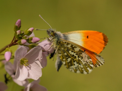 De oranjetipjes vlogen druk van bloem naar bloem vanmiddag. Gelukkig nam er n even zijn rust, waardoor ik deze foto kon maken.