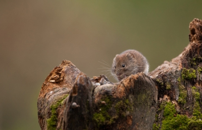 Vanuit de schuilhut van Han Bouwmeester. Er liepen aardig wat Woelmuizen rond. Ze lieten zich niet makkelijk fotograferen.