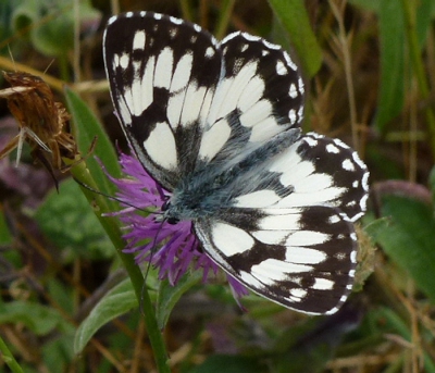 Genomen in Frankrijk op de heuvels van de Dordogne. De vlinder ken ik niet. Hij lijkt op een zwarte Apollovlinder, maar is dat denk ik niet. Ze waren heel druk met honing zoeken uit distels