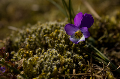 Tijdens de natuurfotoworkshop van Joost en Joost in de AWD, het werd net wat zonniger weer. Zonder statief, zo goed als bovenop de bloem gefotografeerd. Leuke oefening.
