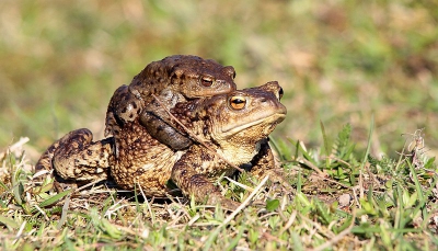 Ook hier in Zweden zijn we aan de eerste zonnige dagen toe, een eerste resultaat is dat de padden werkelijk met honderden uit de bossen komen.  Ik ben plat op mijn buik op de dijk gaan liggen en gewacht tot de eerste koppeltjes erover begonnen klauteren.