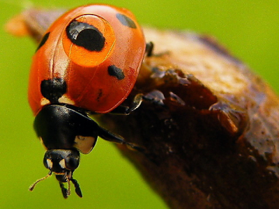 Ik zag in de tuin dit lieveheesbeestje, met een dauwdrupje op de rug, lopen op een tak.  Ik vind het wel een leuk gezicht, hoe de druppel de stip vergroot.