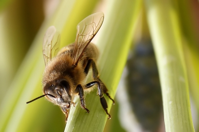 In de tuin, zomaar in eens een hommel die op de foto "wil", mooi weer.