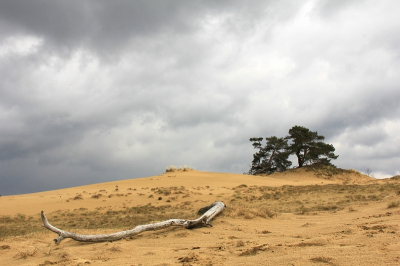 Foto gemaakt tijdens natuurfotoworkshop o.l.v. een enthousiaste Bendiks Westerink
Opdracht was een goede compostiefoto te maken.