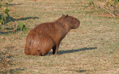 De Capybara ook wel genoemd de heer van het gras
Daarmee wordt verwezen naar de lange oeverbegroeiing van moerassen, rivieren en meren, de natuurlijke biotoop. Ze leven vaak ik groepen je ziet ze ook duiken en zwemmen.
