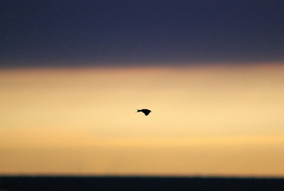 <i class='fa fa-user'></i>&nbsp;deek el bacher&nbsp;| zwaluw in het ochtendlicht&nbsp; <i class='fa fa-eye'>&nbsp;194</i> &nbsp; <i class='fa fa-comment-o'>&nbsp;1</i>