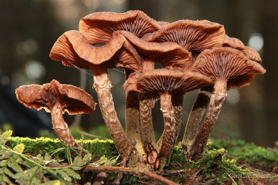 Op landgoed 'Groot Bijlaer' te Barneveld deze paddestoelen op een donkere plaats in het najaar van 2011 op de foto gezet.