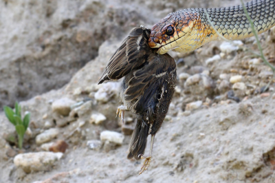 Canon EOS 7D;Sigma AF 150/2,8 DG APO HSM MACRO

Coluber caspius kills a sparrow