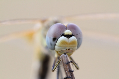 Canon EOS 7D+Sigma AF 150/2,8 DG APO HSM MACRO +Soligor Extension Tubes  36mm +Manfrotto 679B Three Section Monopod