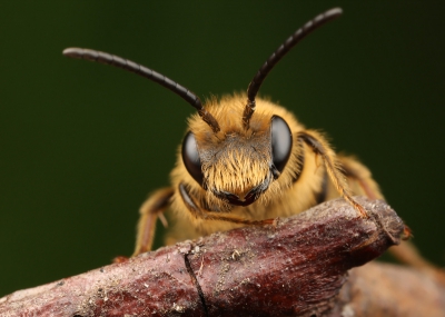 Eindelijk weer een fotografeerbaar insect in mijn tuin.
Dit slapende bijtje liet zich goed fotograferen.