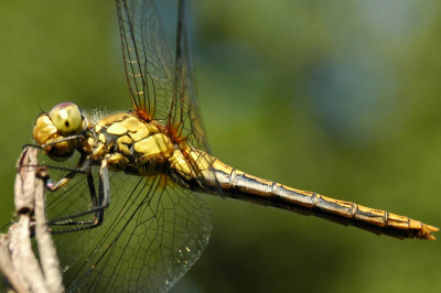 Dit is nogmaals de geelvlekheidelibel maar de meer in close-up (crop), waarbij de achtervleugels met een klein geel vlekje iets beter zichtbaar zijn.