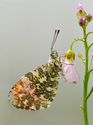 Het blijven mooie en gewillige onderwerpen om in de vroege ochtend te fotograferen.