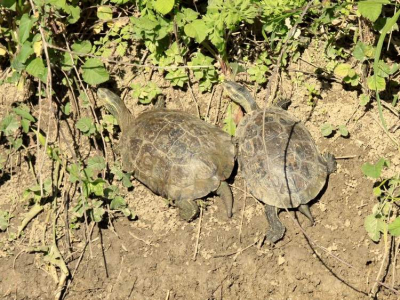 Deze schildpadden troffen wij aan in een stroompje bij de lagoon. Groeten Eelco.