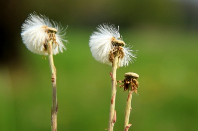 Op landgoed "Otelaar" te Barneveld op een sombere voorjaarsdag deze uitgebloeide paardebloemen gefotografeerd.
Op NP staan ze vaak als macro en vaak ook nog solistisch, wellicht is dit trio zo ook eens aardig