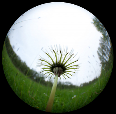 VUURWERK

Zo van onder bekeken lijkt een uitgebloeide paardenbloem net vuurwerk.