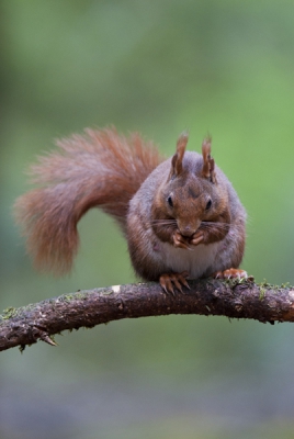 Op een gegeven moment waren er drie eekhoorns voor me. Geen kans om ze alle drie op een foto te zetten, aangezien ze weer razendsnel verdwenen. Toch heb ik een paar leuke foto's kunnen maken.