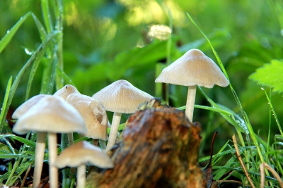 Op een sombere natte herfstochtend deze mycena's op de foto gezet net op het moment dat de zon wat gebon door te breken.