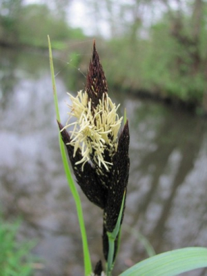 ik zag deze oeverzegge zo mooi in de bloei staan, en kon het niet laten om hier een foto van te maken, het is nog maar de vierde van nederpix