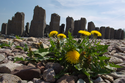 Ook na de meest verschrikkelijke dingen die mensen elkaar aan doen groeit de natuur weer verder. OP de achtergrond n van de herdenkingsmonumenten in concentratiekamp Buchenwald