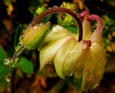 Kleine regen drupjes op de Akelei, die bij ons in de tuin staat. Ik vond dit wel mooi lijken.