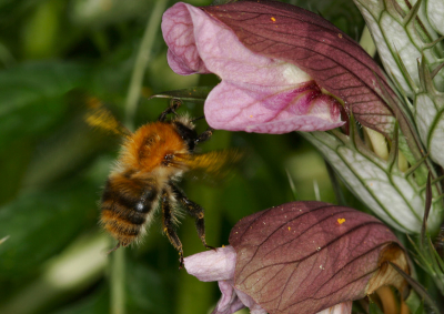 Vliegbeeld hommel

ISO 100; 1/250; f11.0