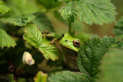 2 dagen (en 2 nachten) naar boomkikkers gezocht, geluisterd, bekeknen en gefotografeerd. dit is 1 van de vele foto's die ik heb gemaakt. ik vind dit een van de beste omdat ik het wat vind hebben dat je niet de hele kikker vrij op een takje ziet zitten, dit ziet er een stuk natuurlijker uit!